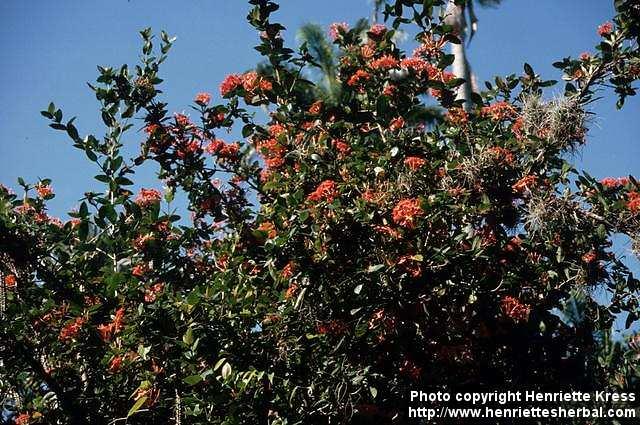 Photo: Ixora coccinea 2.