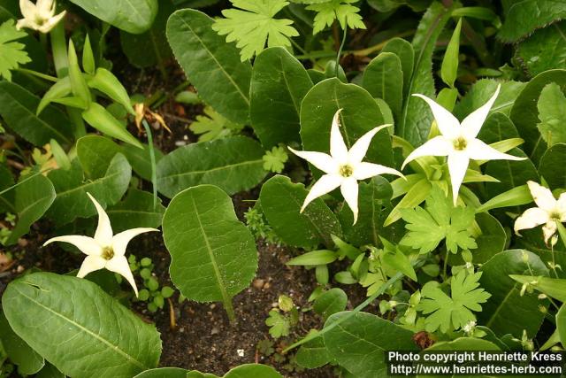 Photo: Jaborosa integrifolia.