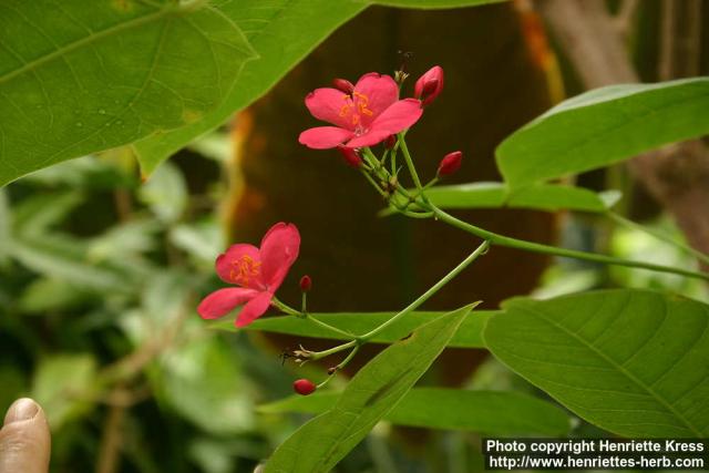 Photo: Jatropha integerrima 2.