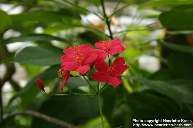 Photo: Jatropha integerrima 4.