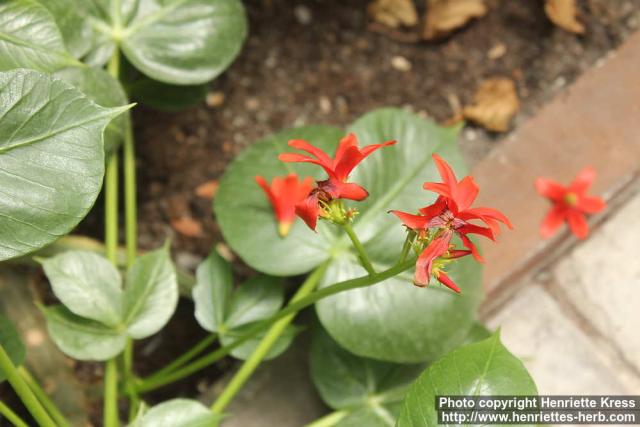 Photo: Jatropha macrantha 0.