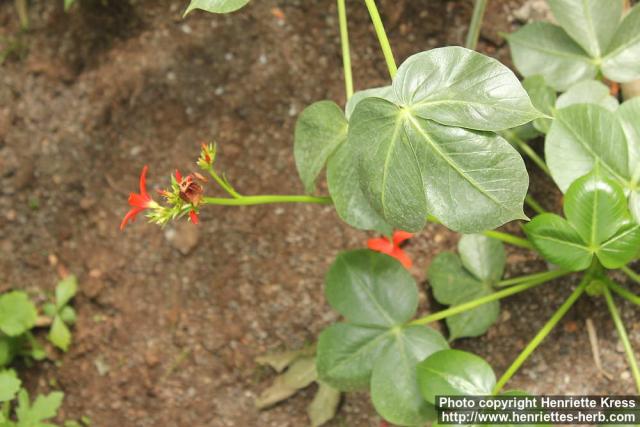 Photo: Jatropha macrantha 1.