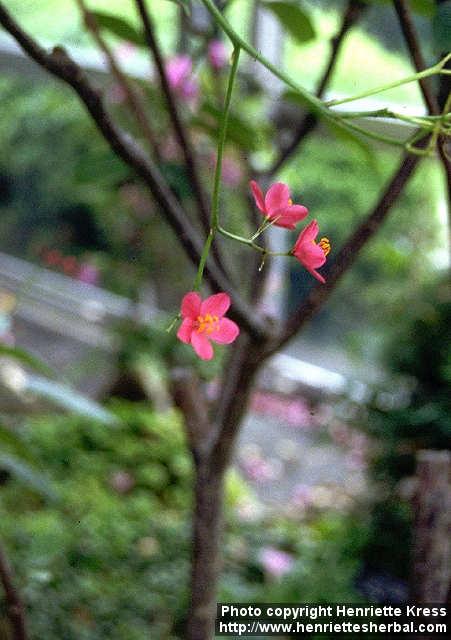 Photo: Jatropha integerrima.