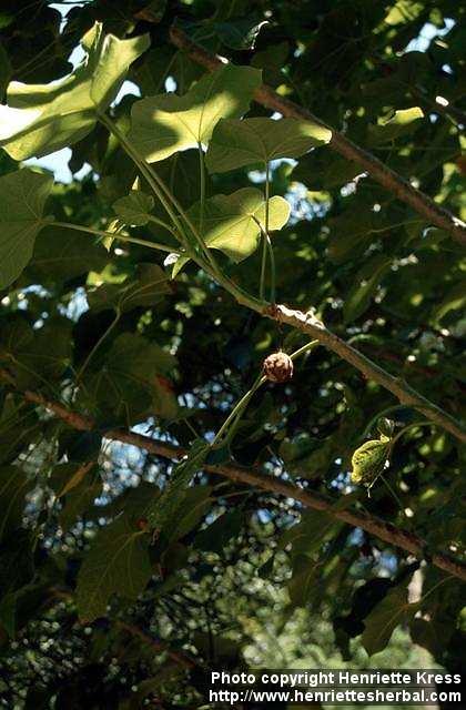 Photo: Jatropha curcas 1.