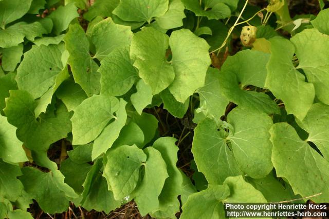 Photo: Jeffersonia diphylla.