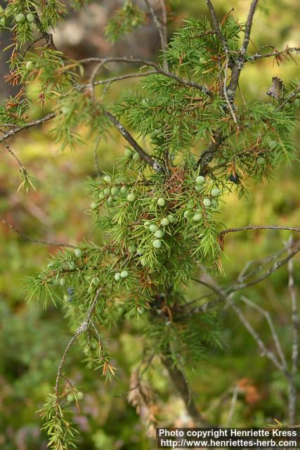 Photo: Juniperus communis 11.