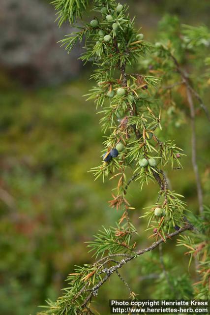 Photo: Juniperus communis 12.