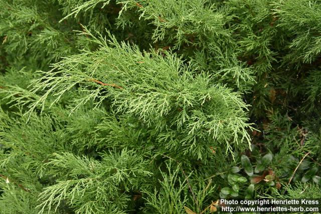 Photo: Juniperus sabina.