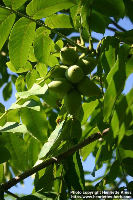 Photo: Juglans mandshurica 2.