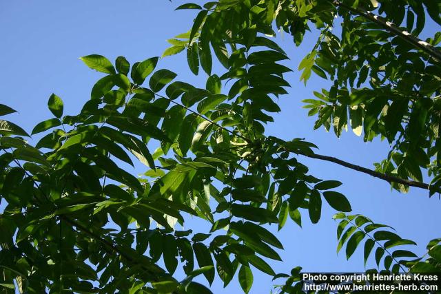 Photo: Juglans mandshurica 3.