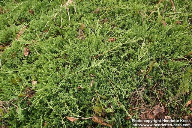 Photo: Juniperus horizontalis.