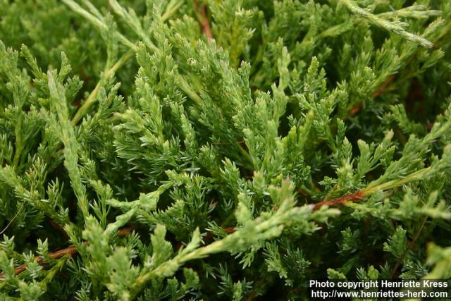 Photo: Juniperus horizontalis 2.