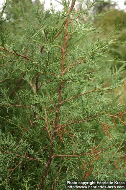 Photo: Juniperus scopulorum 2.