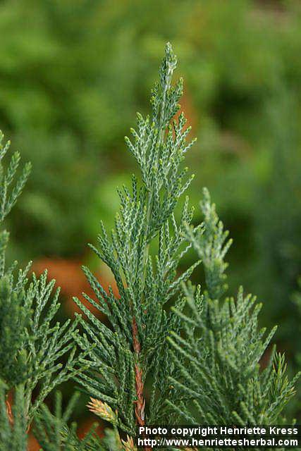 Photo: Juniperus chinensis 1.