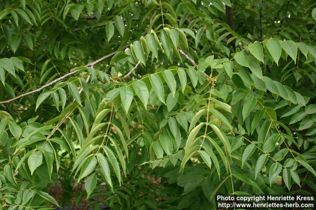 Photo: Juglans cinerea 1.