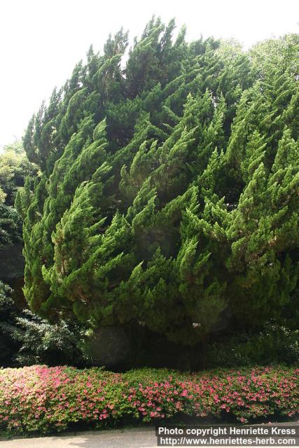 Photo: Juniperus chinensis 2.