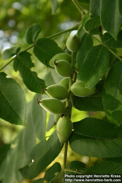 Photo: Juglans mandshurica 5.