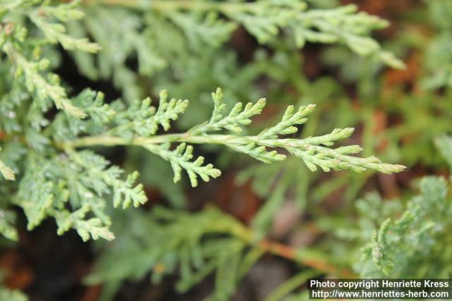 Photo: Juniperus horizontalis 3.