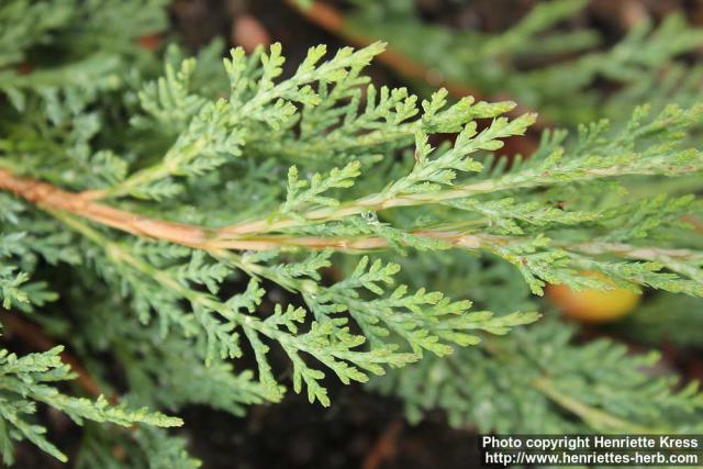 Photo: Juniperus horizontalis 4.