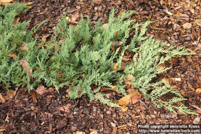 Photo: Juniperus horizontalis 5.