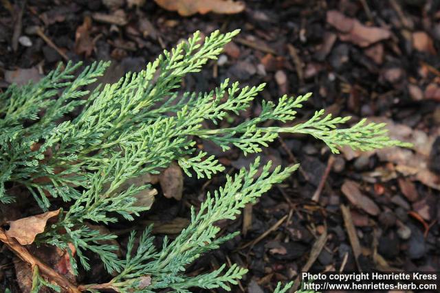 Photo: Juniperus horizontalis 6.