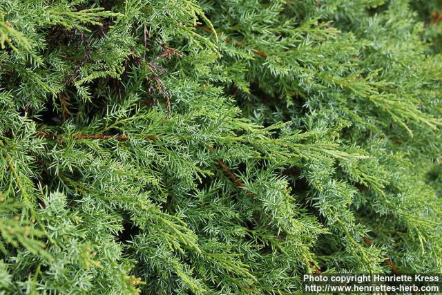 Photo: Juniperus sabina 2.