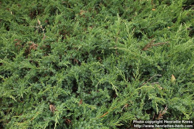 Photo: Juniperus sabina 4.