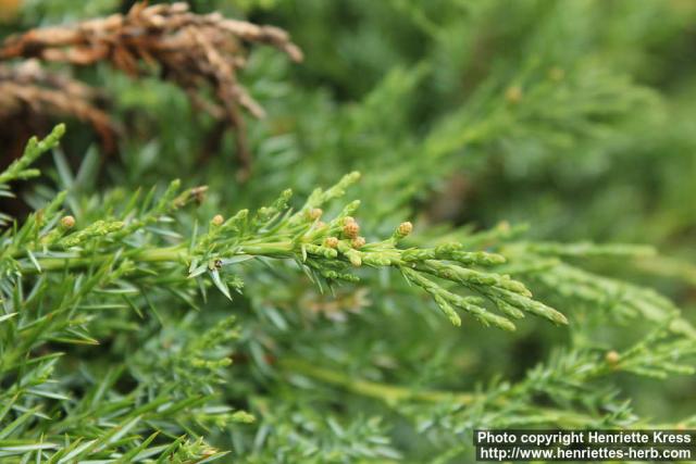 Photo: Juniperus sabina 5.