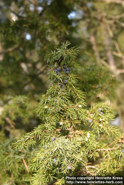 Photo: Juniperus communis 15.