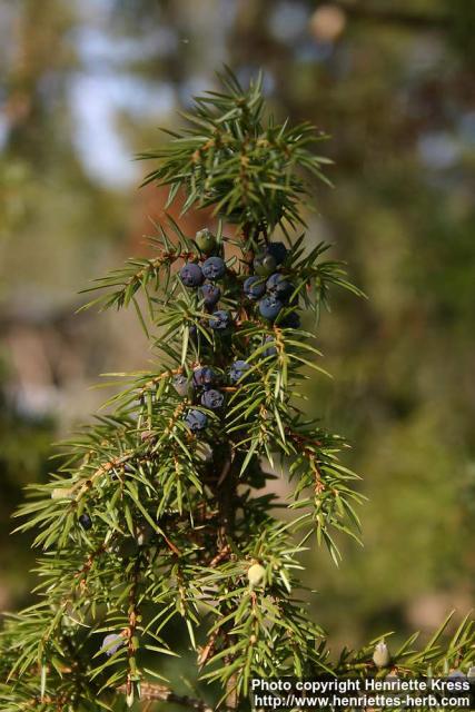 Photo: Juniperus communis 16.