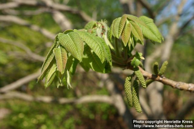 Photo: Juglans ailanthifolia 7.