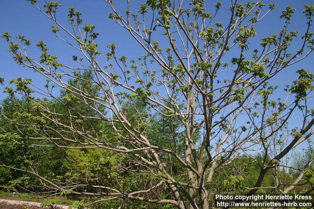 Photo: Juglans ailanthifolia 9.