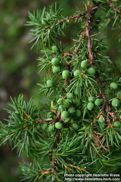 Photo: Juniperus communis 19.