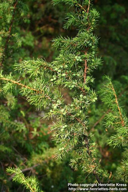 Photo: Juniperus communis 22.