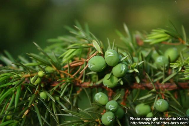 Photo: Juniperus communis 24.