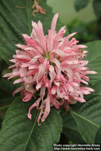 Photo: Justicia carnea 0.