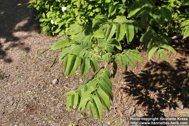 Photo: Juglans ailanthifolia 13.