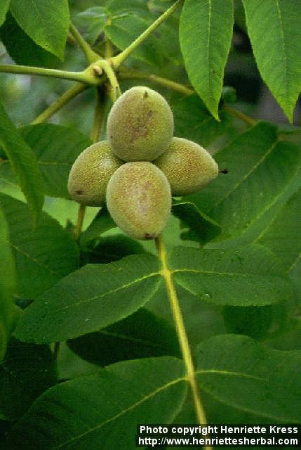 Photo: Juglans ailanthifolia 1.