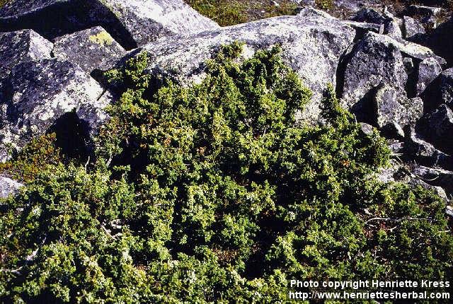 Photo: Juniperus communis 1.