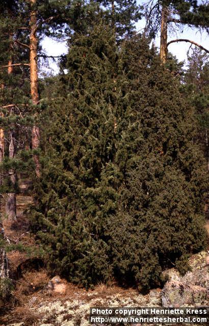 Photo: Juniperus communis 10.