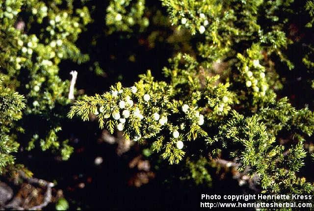 Photo: Juniperus communis 2.