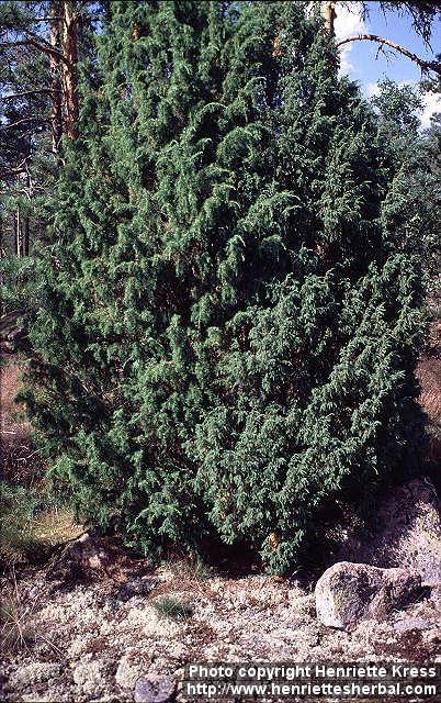 Photo: Juniperus communis 7.