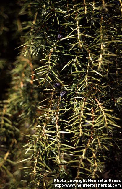 Photo: Juniperus communis 9.