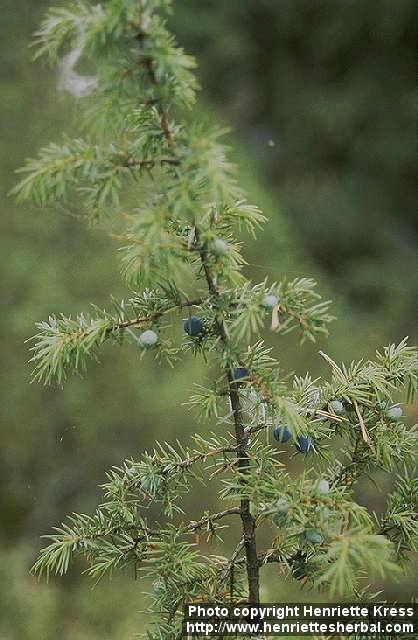 Photo: Juniperus communis.