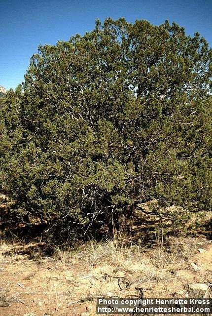 Photo: Juniperus deppeana.