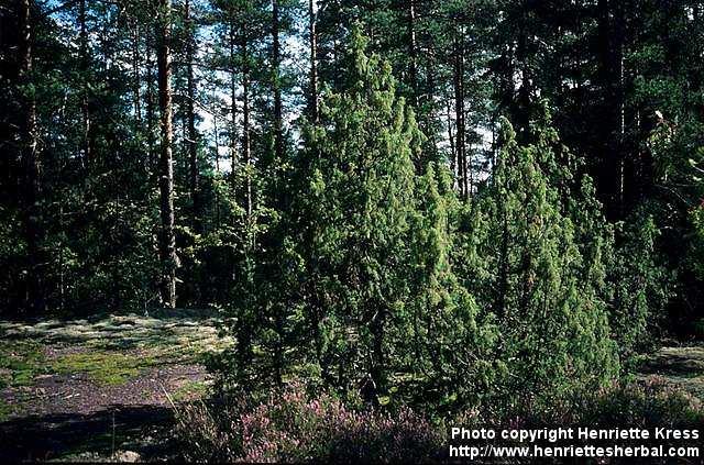 Photo: Juniperus communis 4.