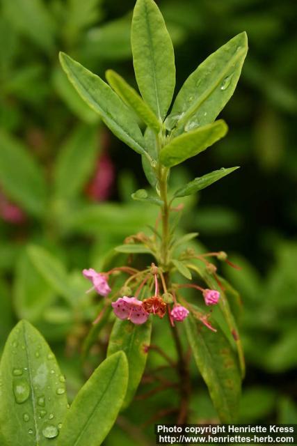 Photo: Kalmia angustifolia 3.