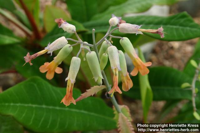 Photo: Kalanchoe serrata.