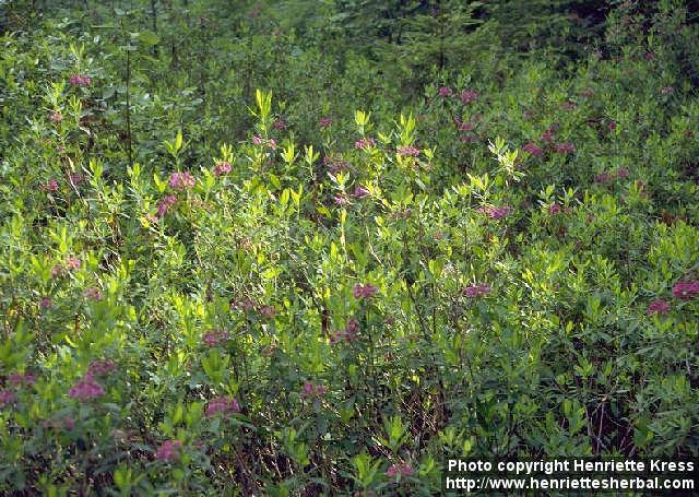 Photo: Kalmia angustifolia.