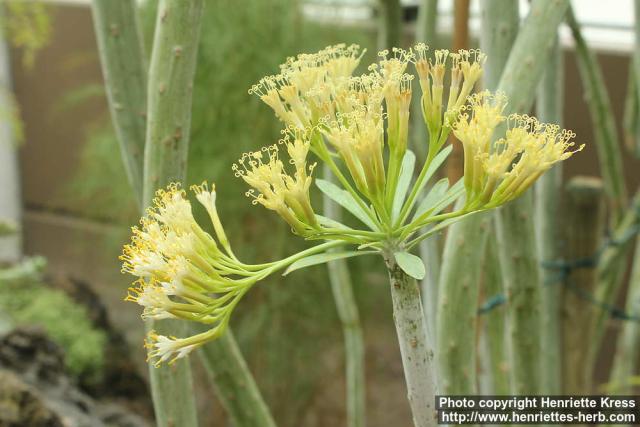 Photo: Kleinia neriifolia 0.